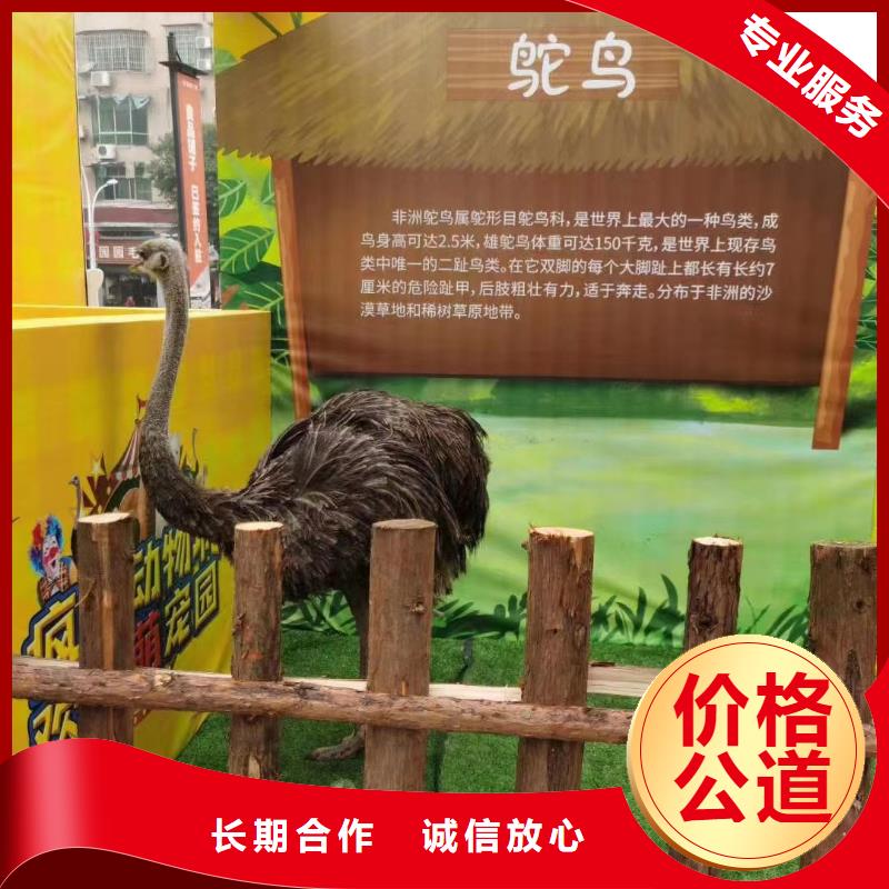 马戏团/羊驼鹦鹉表演讲究信誉