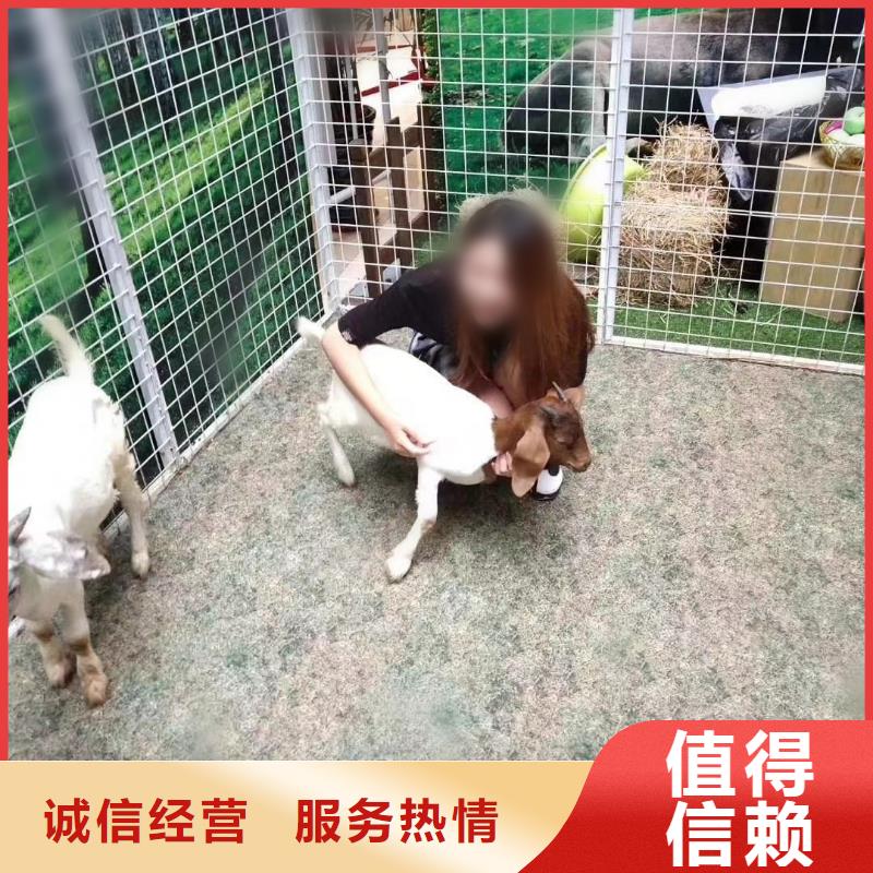 马戏团/羊驼出租企鹅诚实守信
