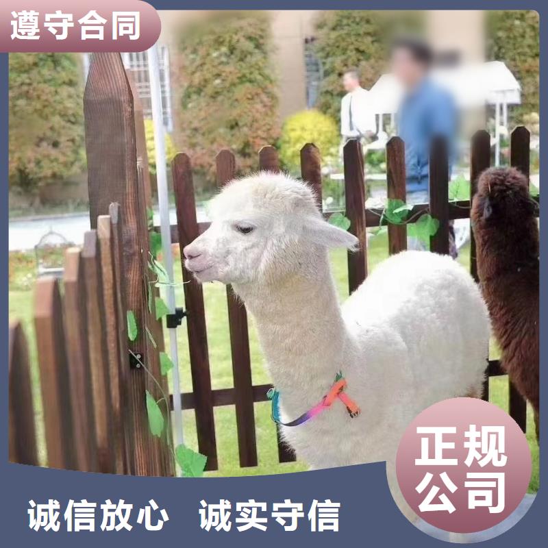 马戏团/羊驼动物表演出租2025公司精心