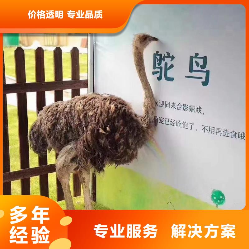 马戏团/羊驼-【海狮表演租赁】口碑商家