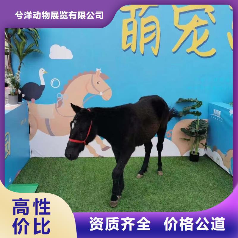 【马戏团/羊驼】【出租企鹅表演】一站搞定