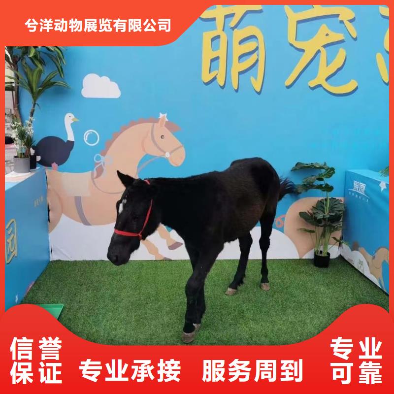 马戏团/羊驼,杂技表演