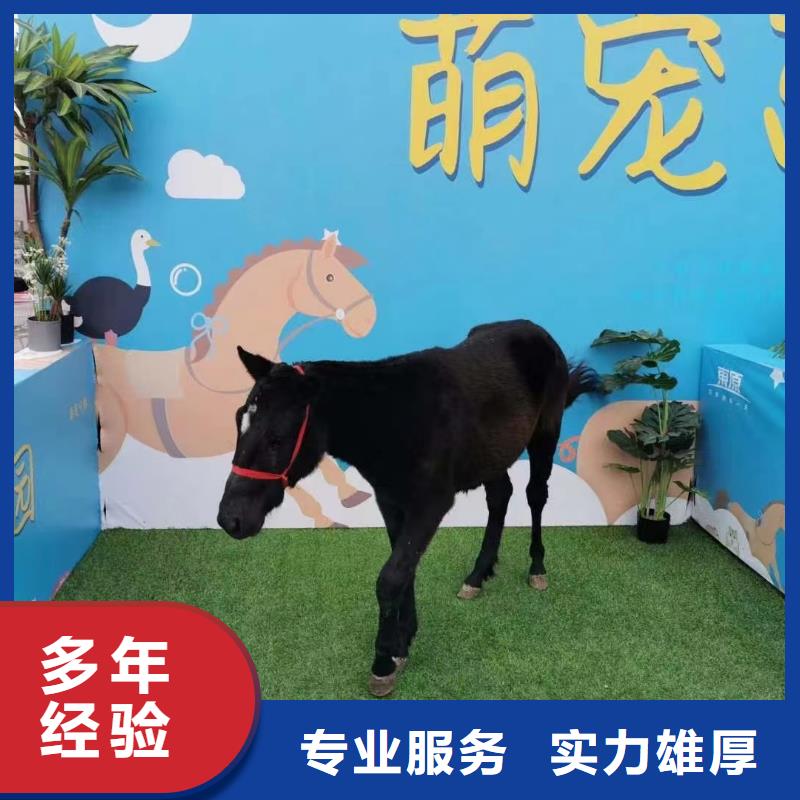 马戏团/羊驼-出租马戏表演随叫随到