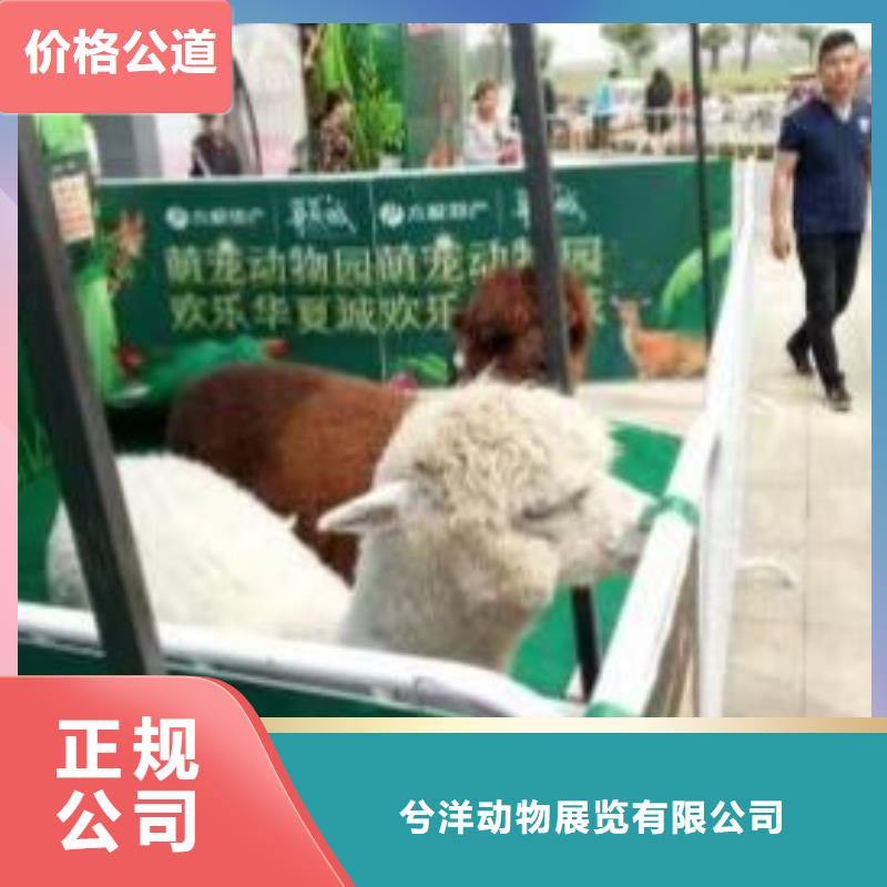 马戏团/羊驼 企鹅出租一对一服务
