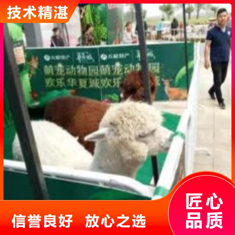 马戏团/羊驼-动物展览秀质优价廉