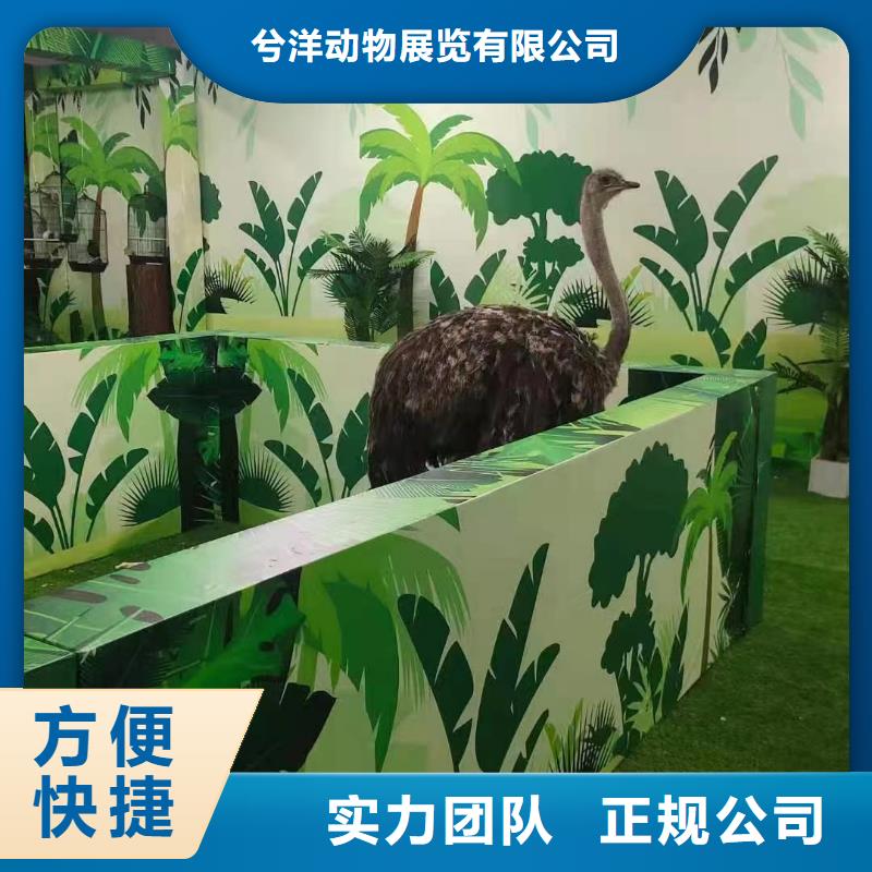 马戏团/羊驼景区杂技表演值得信赖