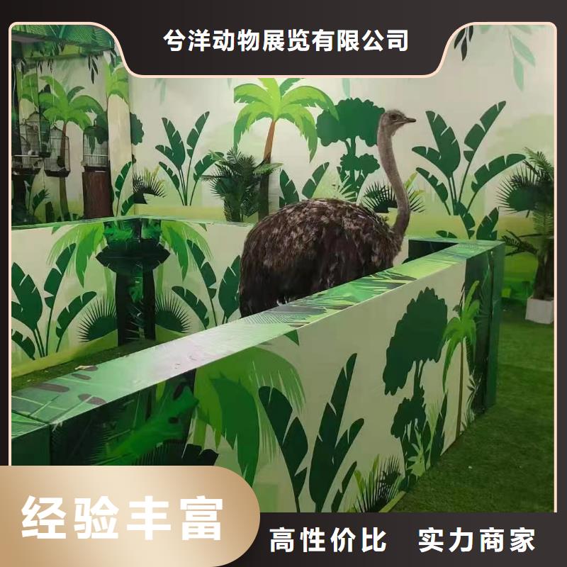 马戏团/羊驼 企鹅出租表演案例丰富