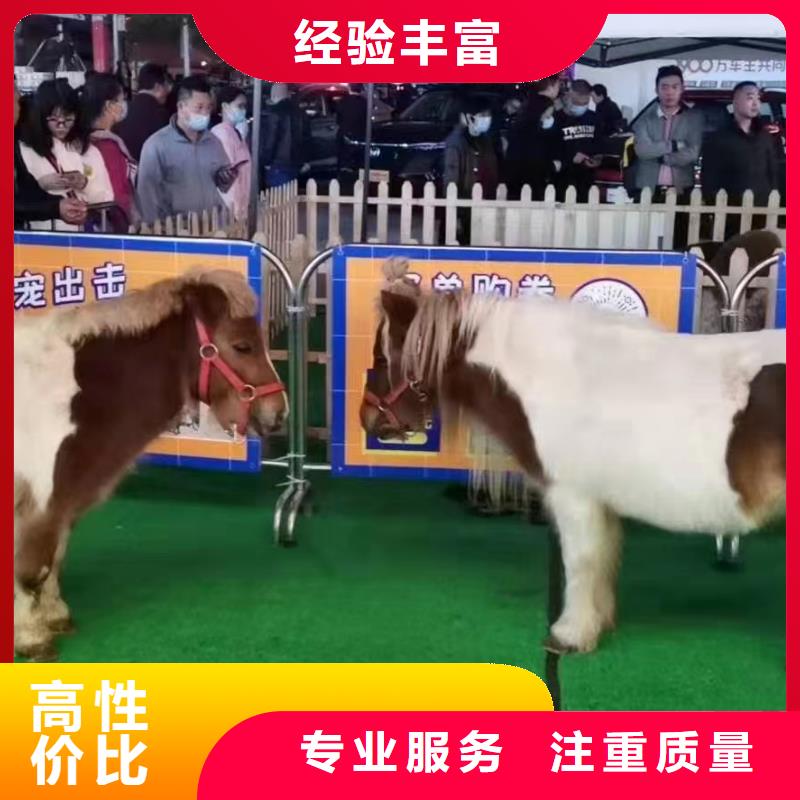 马戏团/羊驼-海狮表演出租先进的技术