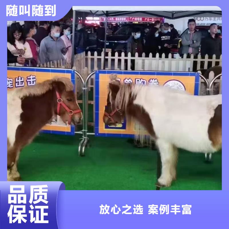 马戏团/羊驼景区杂技表演值得信赖