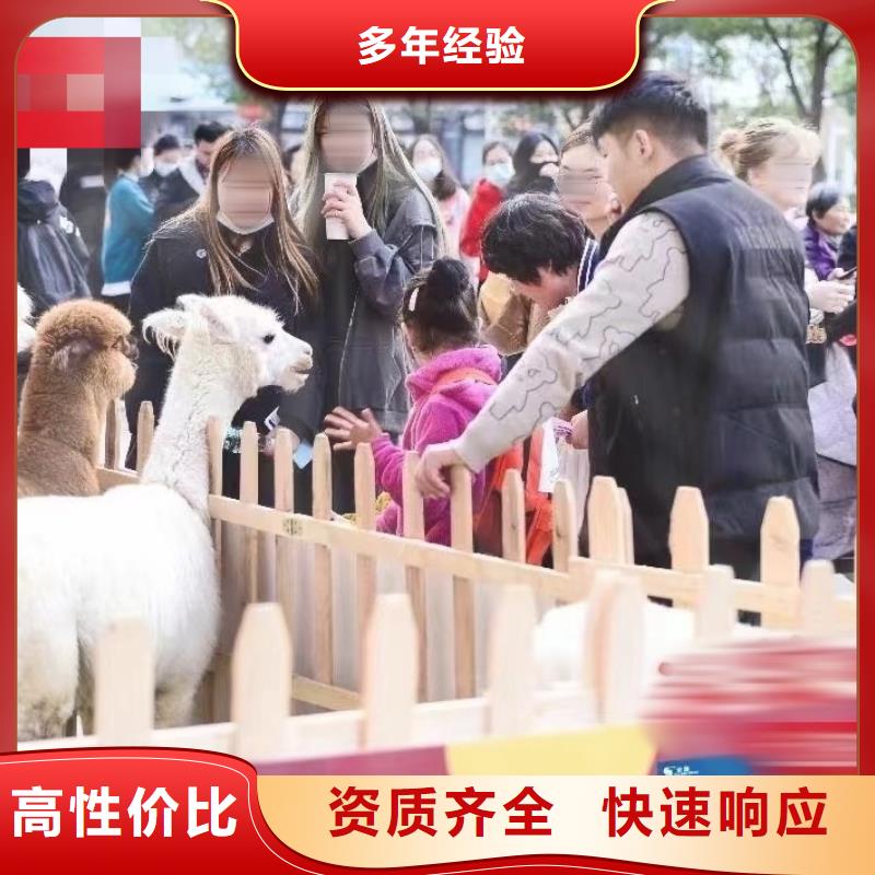 马戏团/羊驼【企鹅表演出租】高性价比