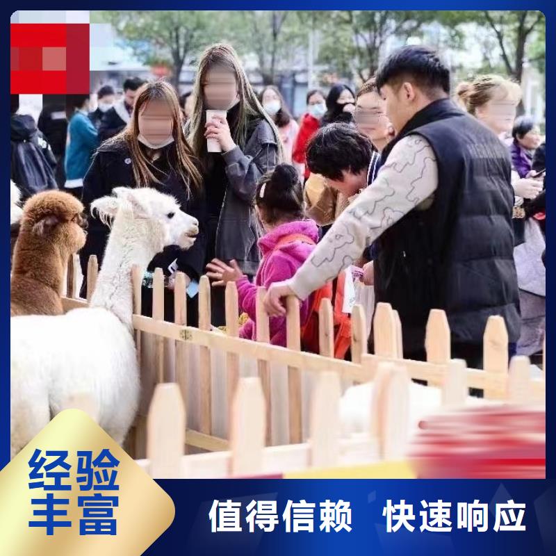 马戏团/羊驼出租动物表演2025公司
