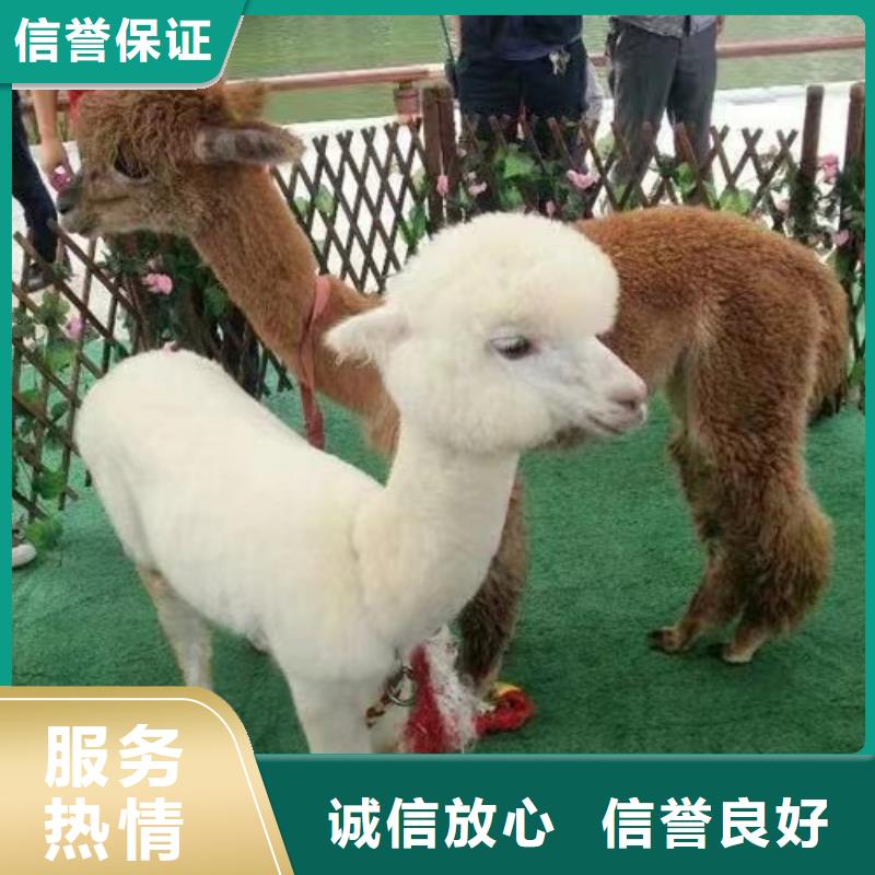 马戏团/羊驼_海狮演出团队