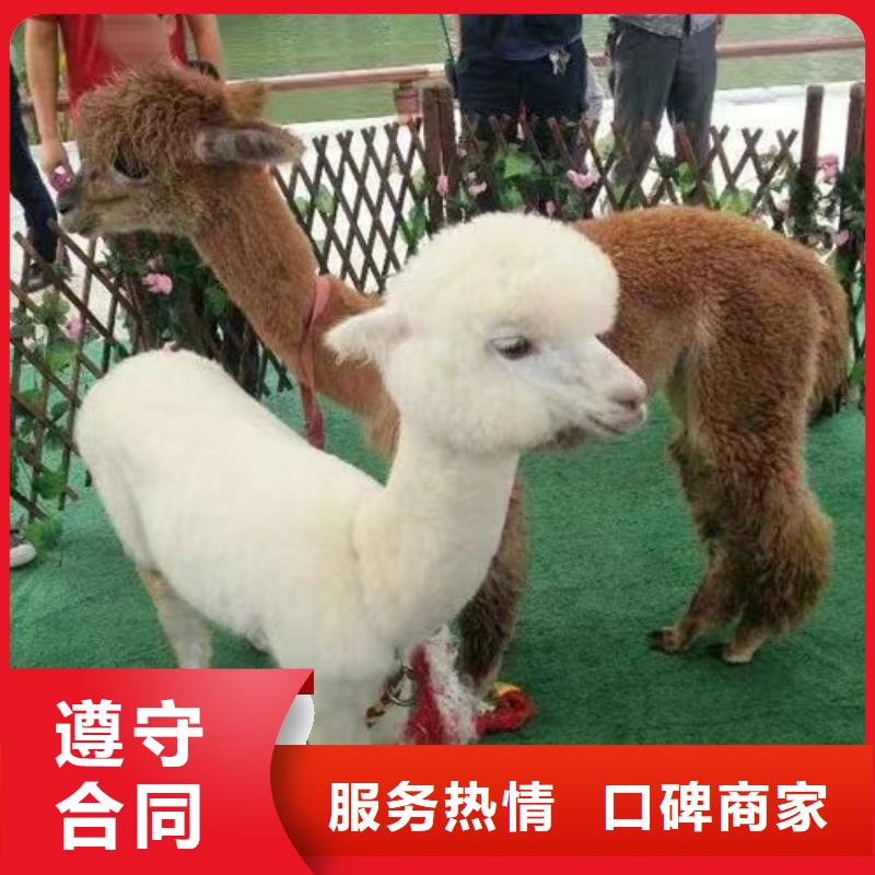 马戏团/羊驼_美人鱼表演出租技术成熟
