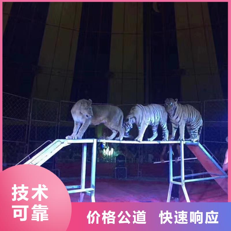 马戏团/羊驼马戏团表演出租租赁欢迎询价