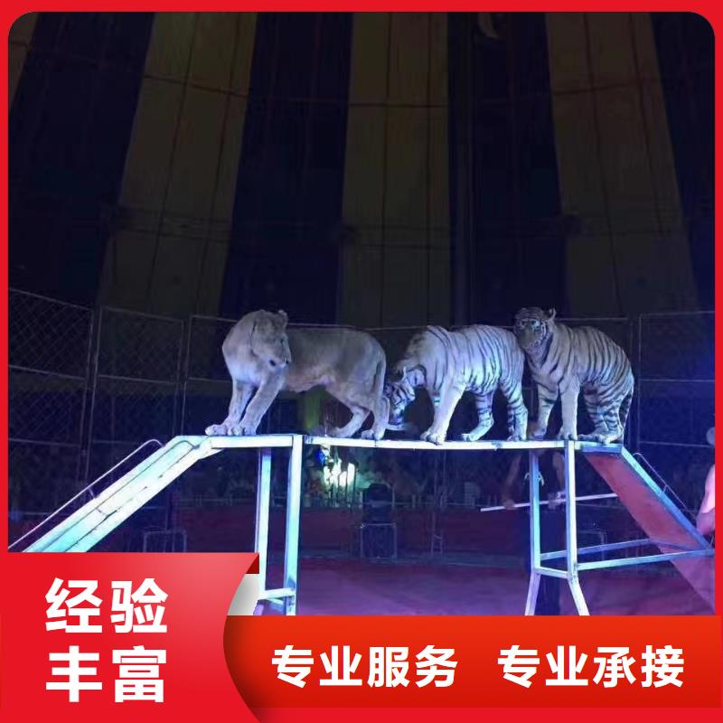 马戏团/羊驼,动物表演品质服务