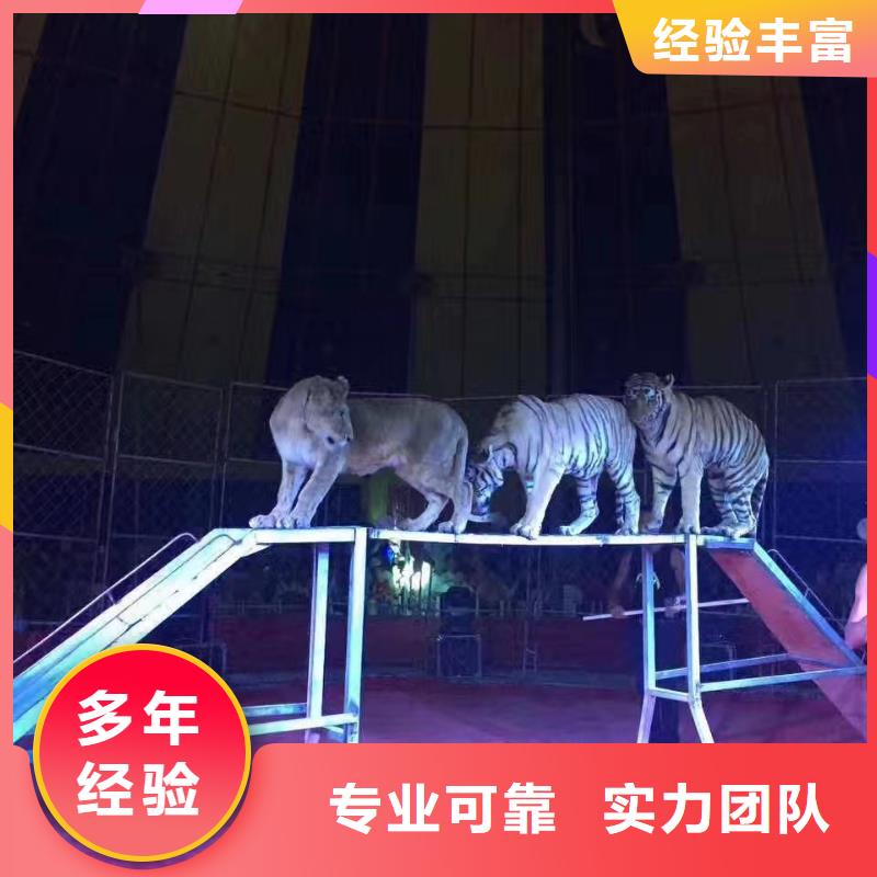 马戏团/羊驼房地产开盘庆典良好口碑