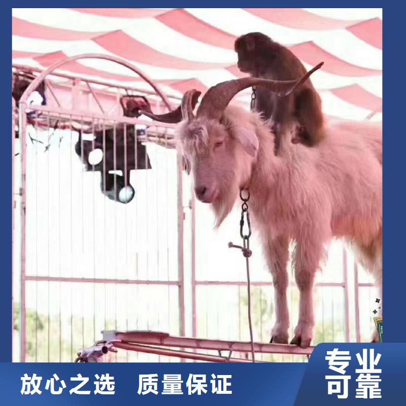 马戏团/羊驼萌宠动物展出租诚实守信