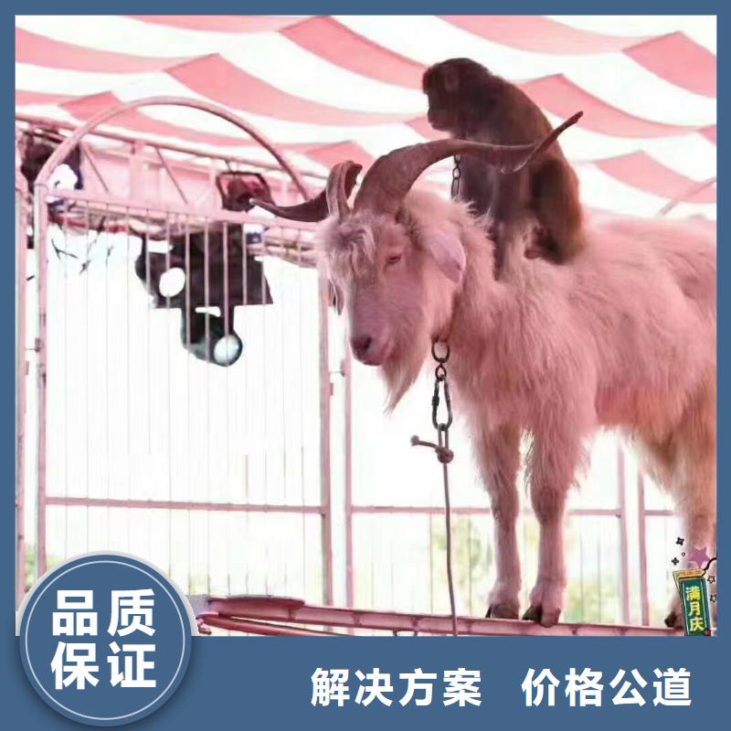 【马戏团/羊驼】出租马戏表演省钱省时