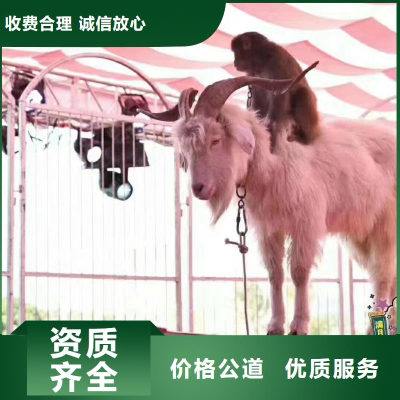 马戏团/羊驼马戏团表演出租租赁技术成熟