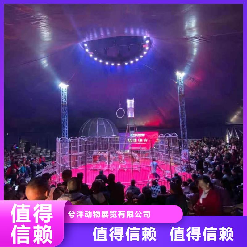 马戏团/羊驼动物表演出租2025公司精心