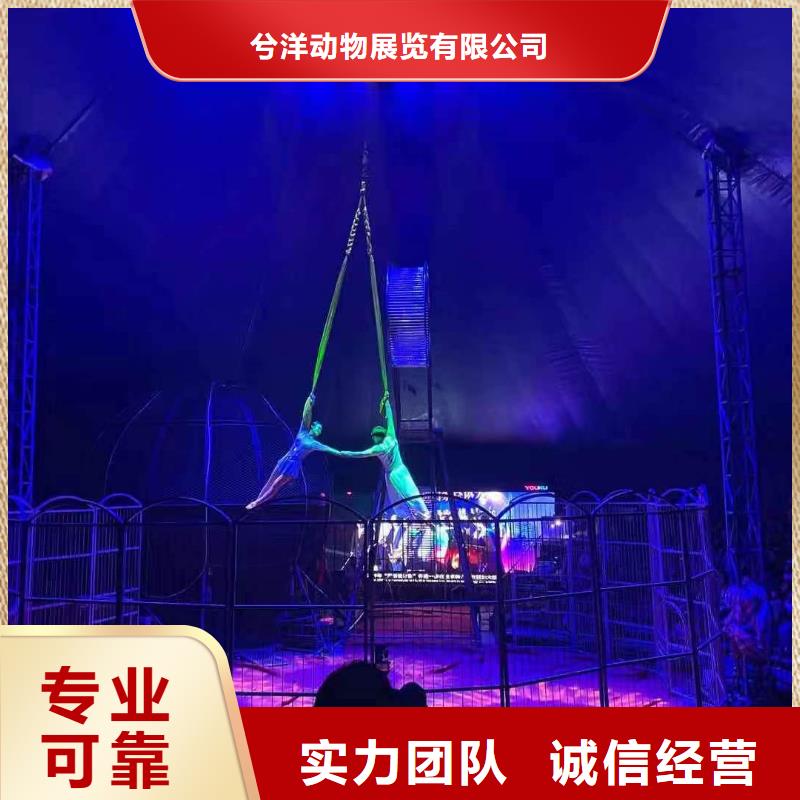 马戏团/羊驼 【杂技表演】高性价比