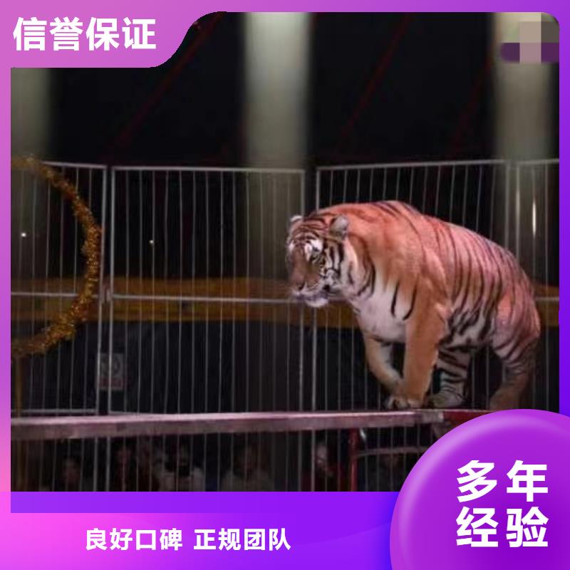 【马戏团/羊驼【企鹅表演】2025专业的团队】