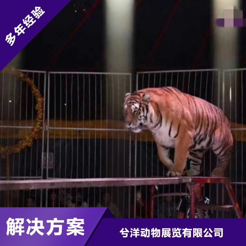 马戏团/羊驼【羊驼出租】专业