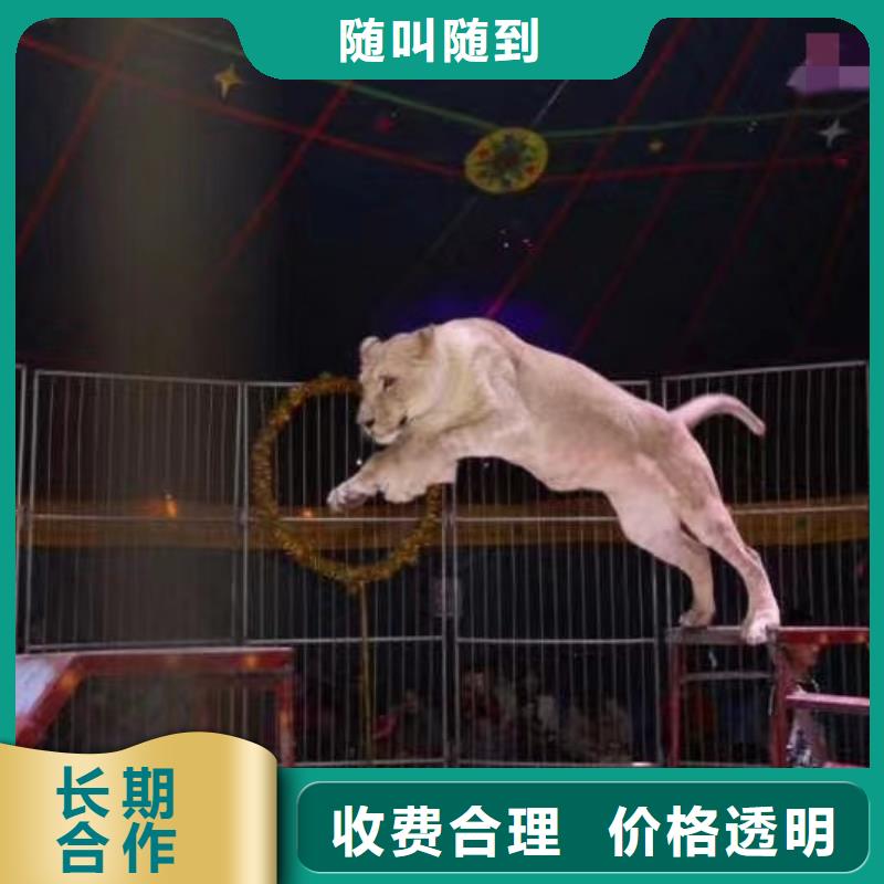 马戏团/羊驼马戏团表演出租租赁欢迎询价