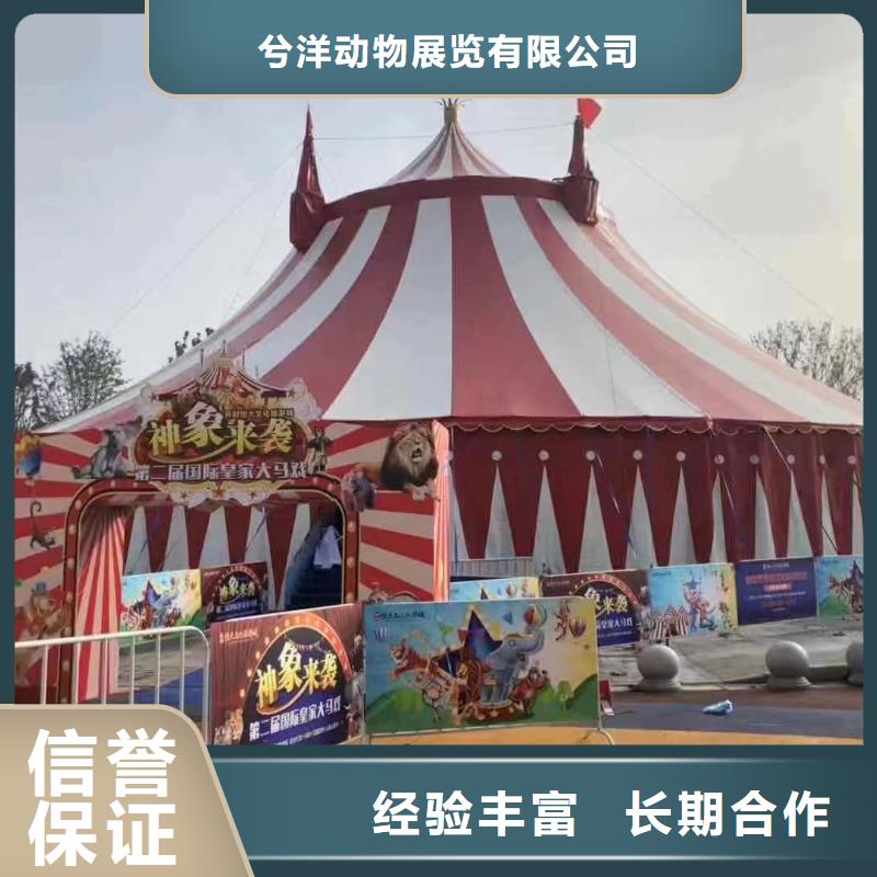 马戏团/羊驼【驯兽表演】实力强有保证