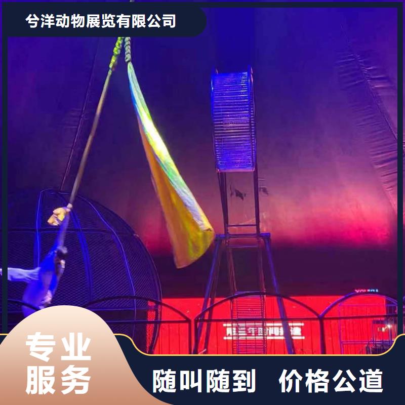 马戏团/羊驼_草泥马羊驼租赁精英团队