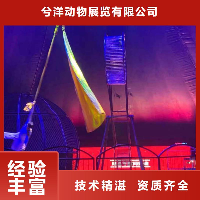 【马戏团/羊驼【活体羊驼租赁】多家服务案例】
