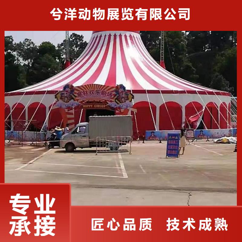 【马戏团/羊驼】小马戏出租团队
