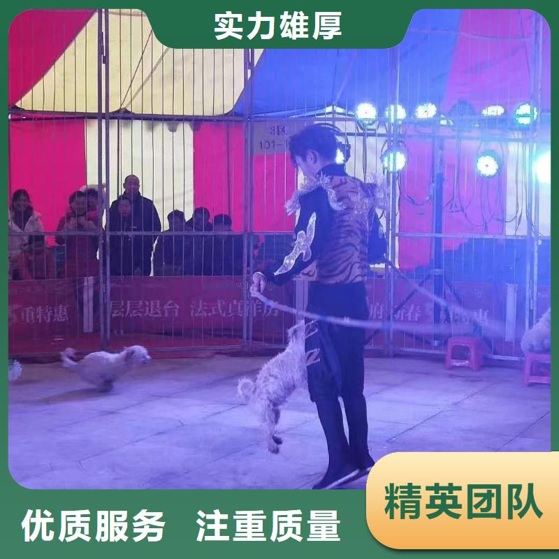 马戏团/羊驼景区杂技表演值得信赖