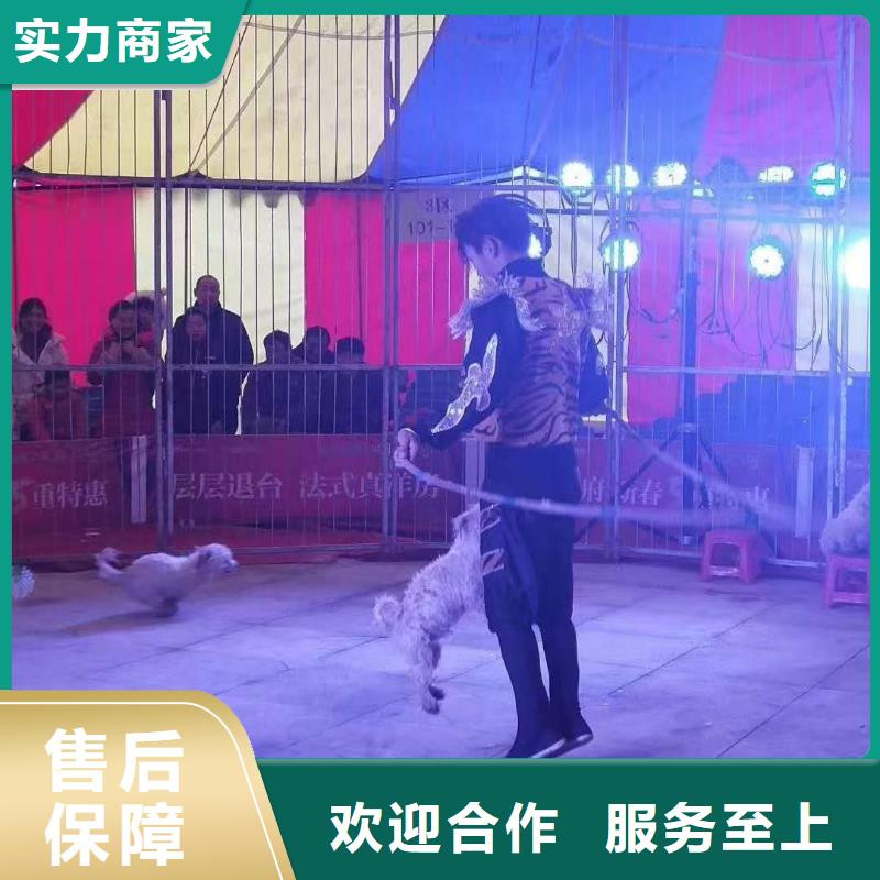 马戏团/羊驼【马戏团表演出租租赁】一站搞定