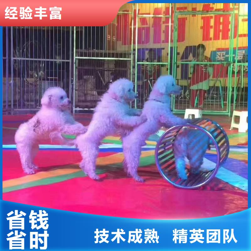 马戏团/羊驼水族海洋展正规公司