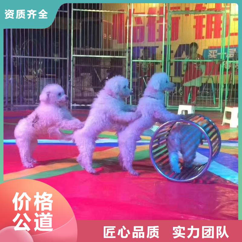 【马戏团/羊驼】【出租企鹅表演】一站搞定