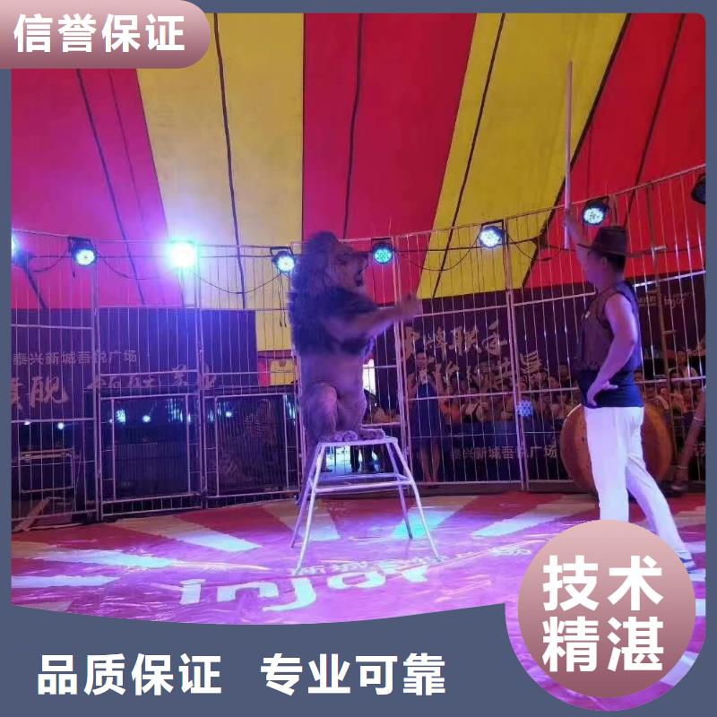 马戏团/羊驼【海狮表演】专业公司