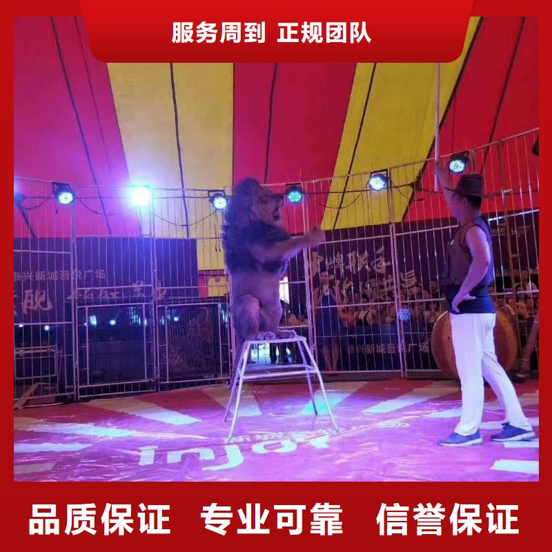 马戏团/羊驼羊驼出租一站搞定