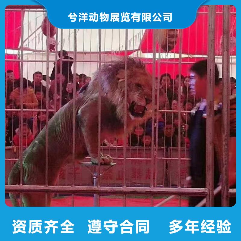 马戏团/羊驼企鹅出租信誉良好