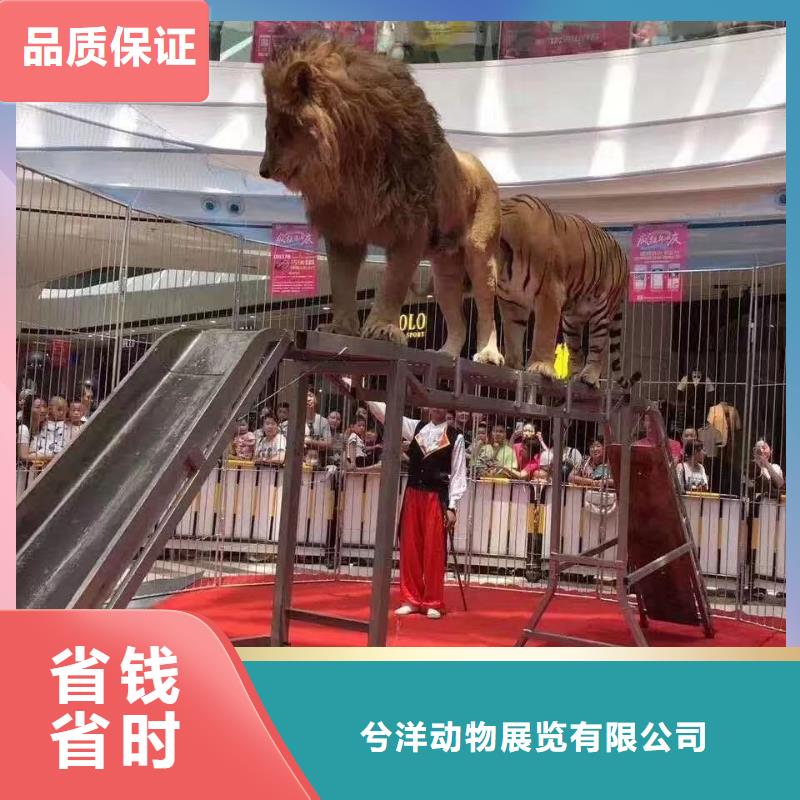 马戏团/羊驼企鹅租赁诚实守信