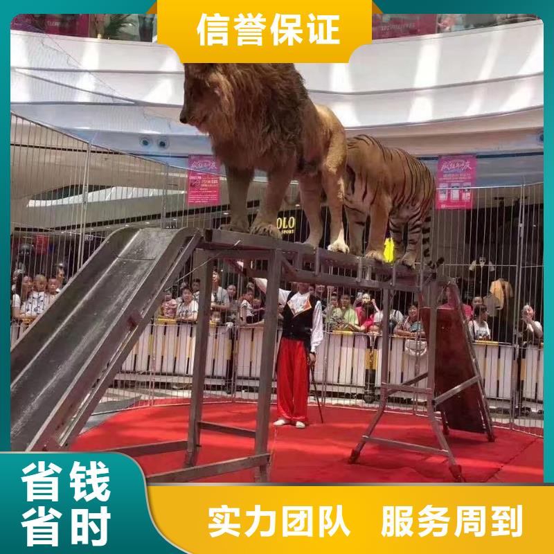 马戏团/羊驼,出租表演鹦鹉质量保证