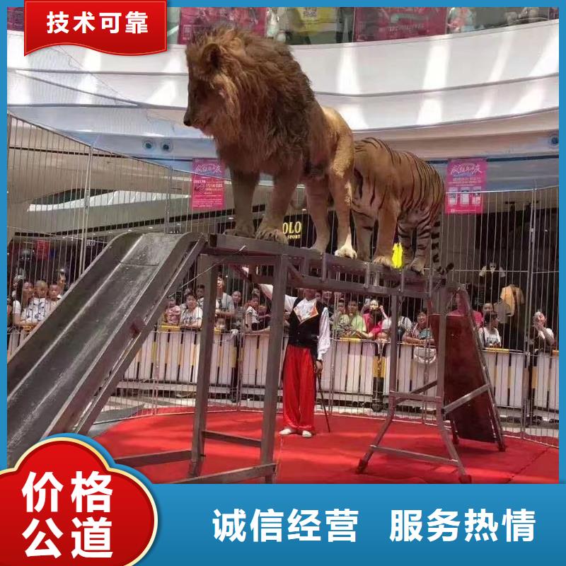 马戏团/羊驼-杂技表演租赁服务实力雄厚