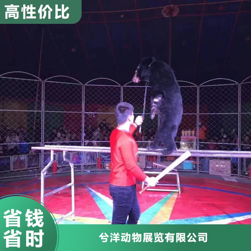 马戏团/羊驼【【出租海狮表演】】品质保证
