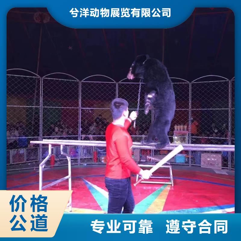 马戏团/羊驼_企鹅出租经验丰富