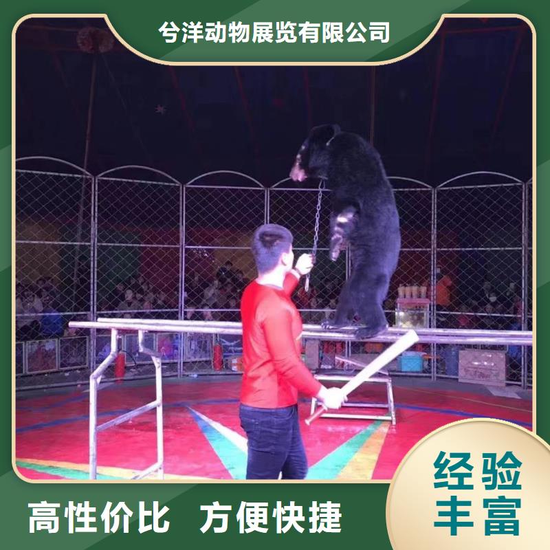 【马戏团/羊驼,房地产开盘庆典多年行业经验】