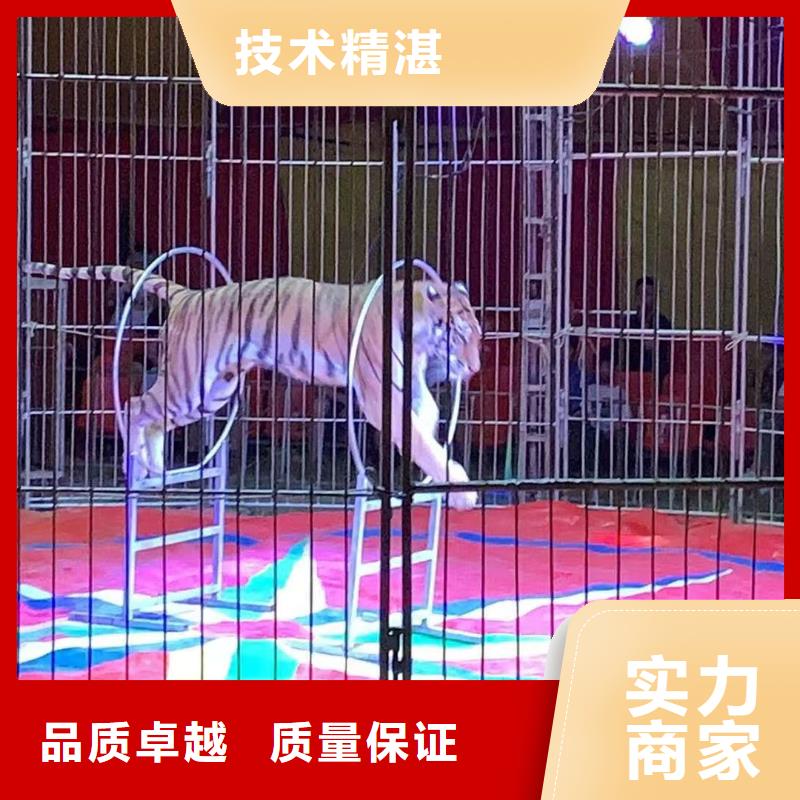 马戏团/羊驼 马戏团表演靠谱商家