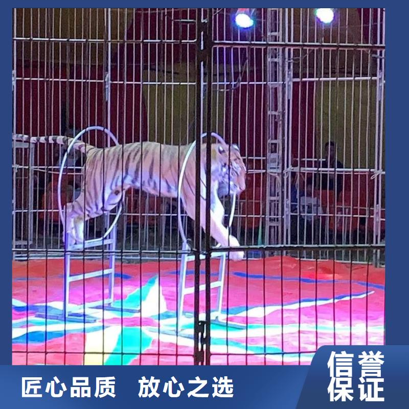 马戏团/羊驼-马戏团表演出租品质服务