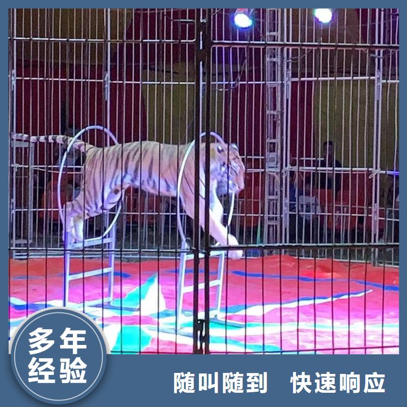 马戏团/羊驼羊驼出租靠谱商家