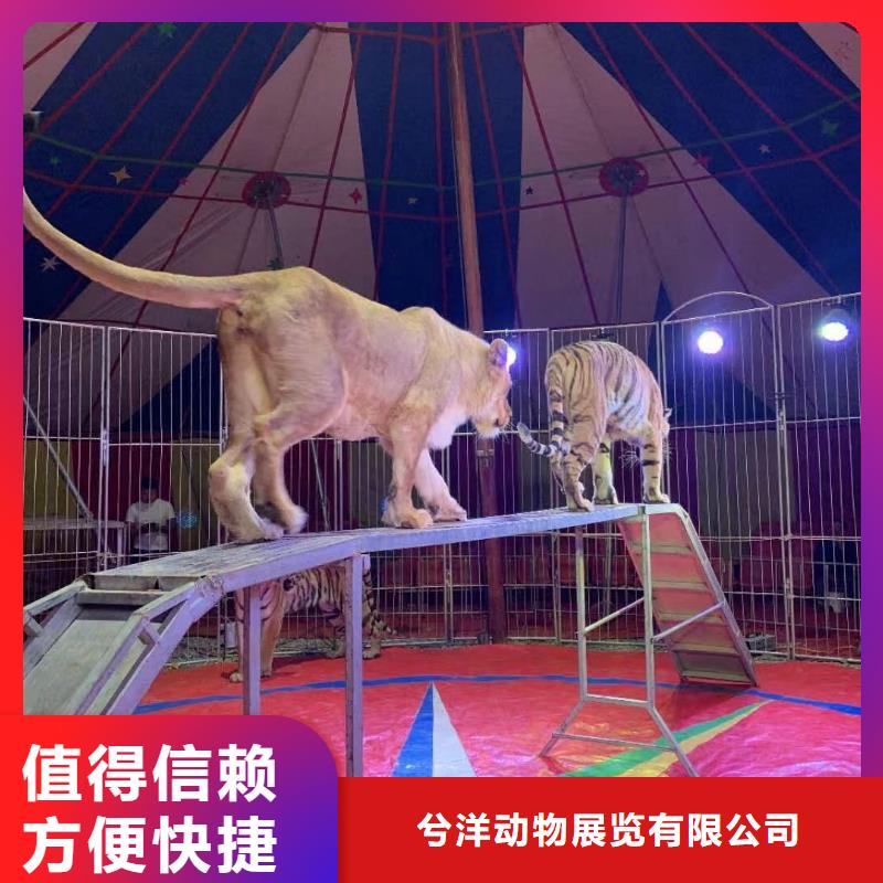 马戏团/羊驼_马戏团表演出租租赁价格公道