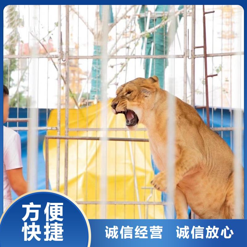 马戏团/羊驼驯兽表演公司